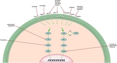 Immunotherapy or targeted therapy: What will be the future treatment for anaplastic thyroid carcinoma?